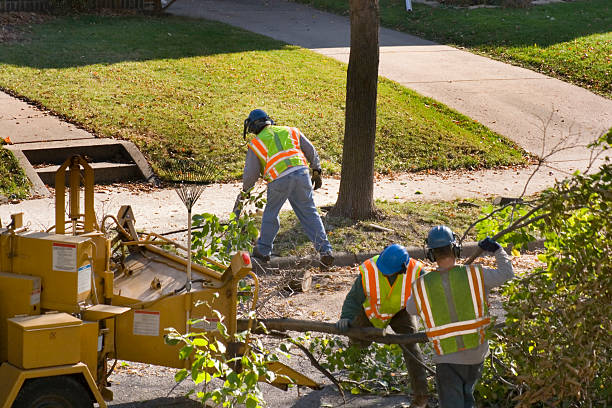 Best Tree Cutting Near Me  in Clinton, UT